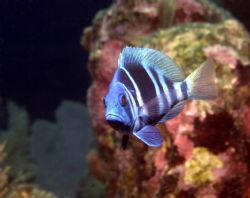 Smile, it's not really that bad. Indigo Hamlet, Roatan. by Jon Kreider 